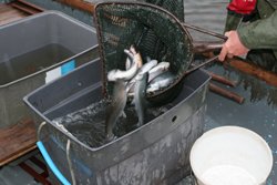 Stock fish being transfered from their holding tank to the lake.